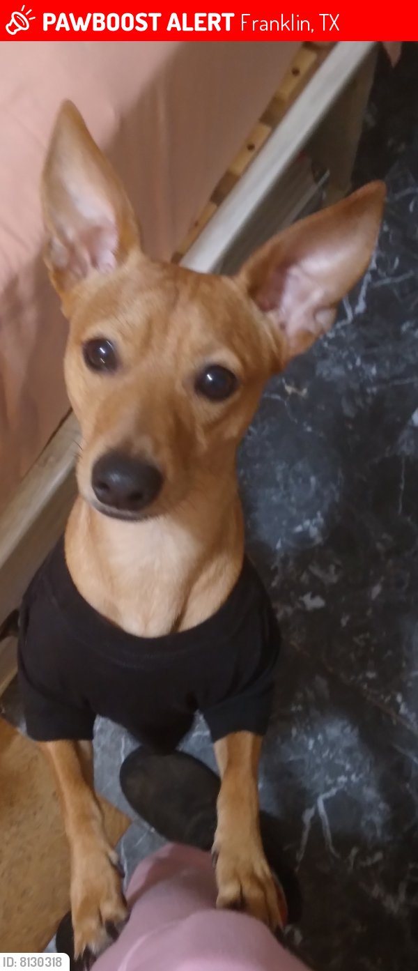 Lost Male Dog last seen County road 46, Franklin, TX 77856