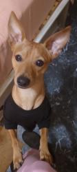 Lost Male Dog last seen County road 46, Franklin, TX 77856