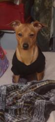 Lost Male Dog last seen County rd, Franklin, TX 77856