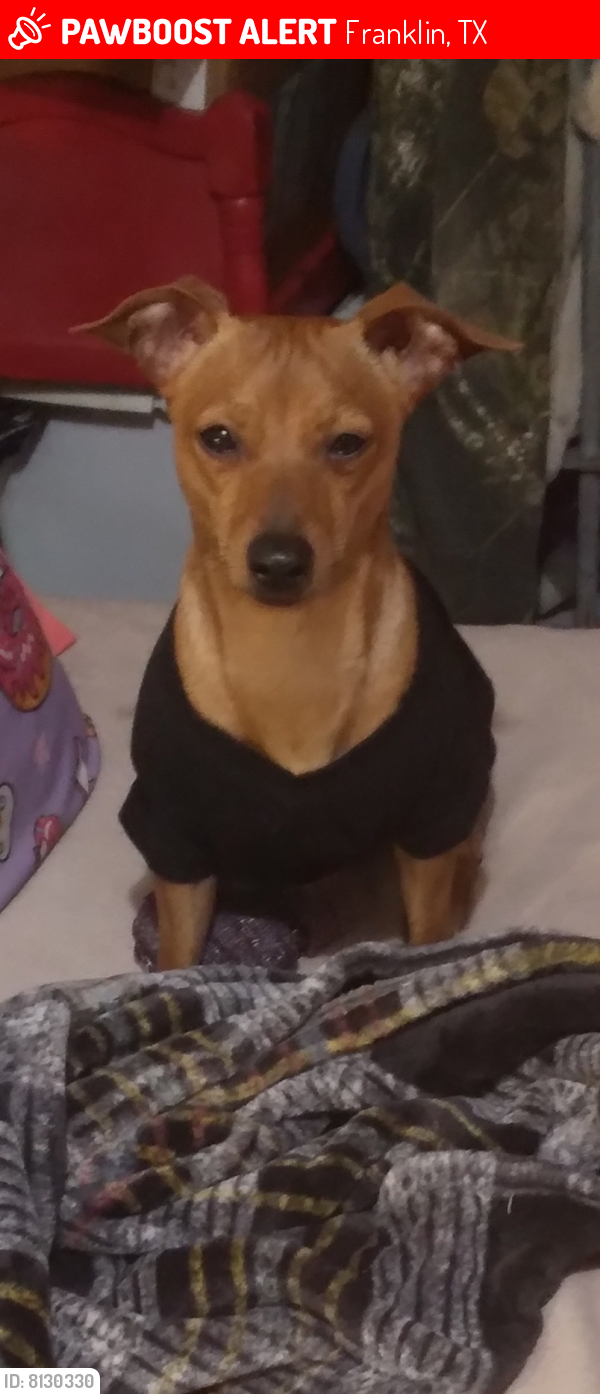 Lost Male Dog last seen County rd, Franklin, TX 77856