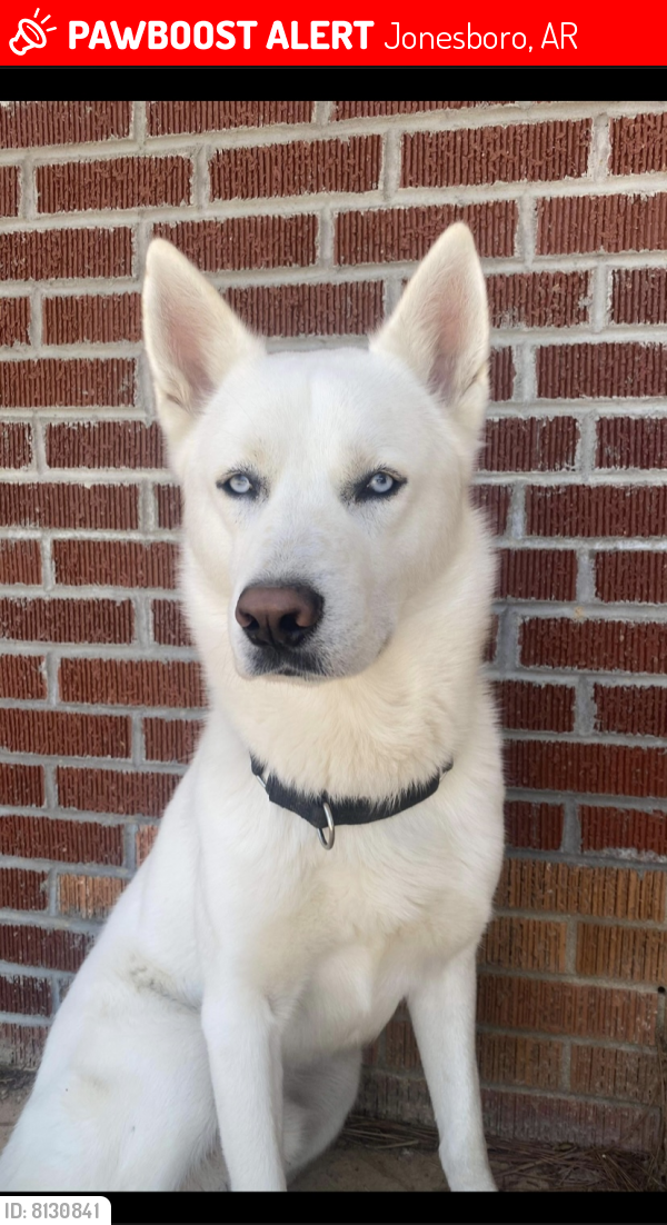 Lost Male Dog in Jonesboro, AR 72401 Named Ghost (ID 8130841) PawBoost