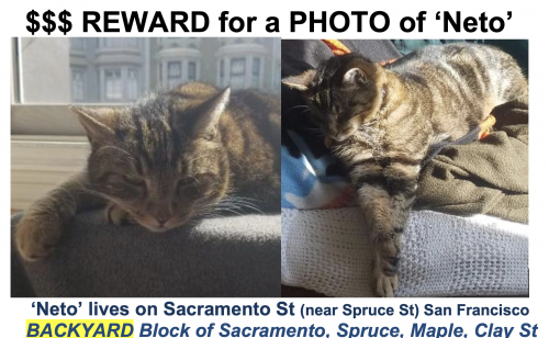 Lost Male Cat last seen Near Sacramento street, san francisco / cross streets Spruce / Maple and Clay streets, San Francisco, CA 94118