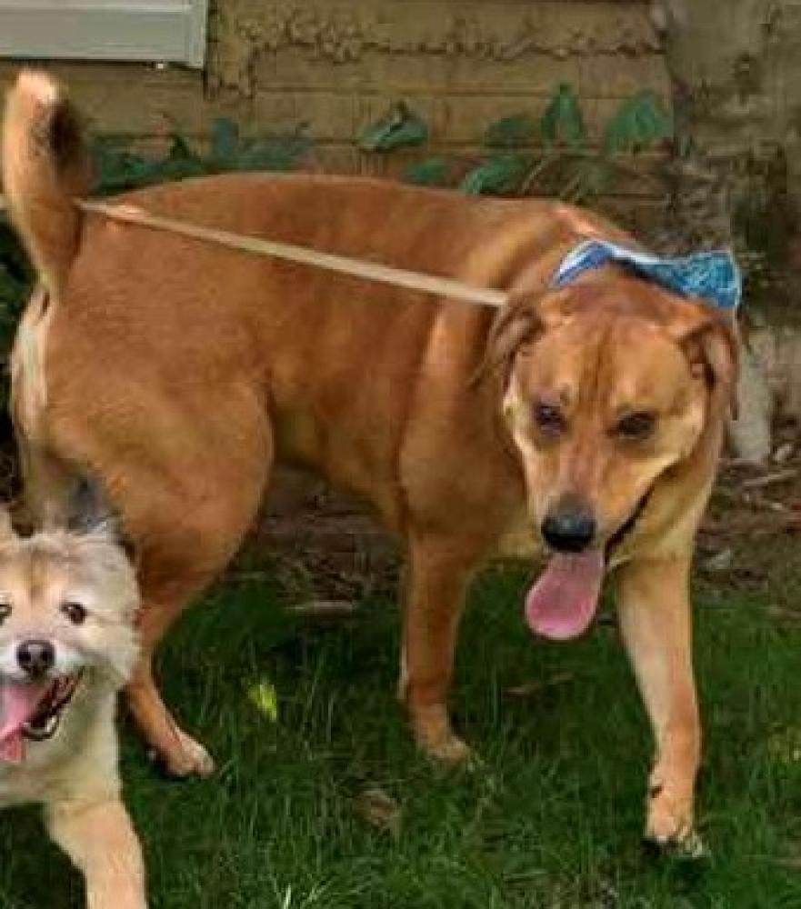 Shelter Stray Male Dog last seen Clifton, VA 20124, Fairfax, VA 22032