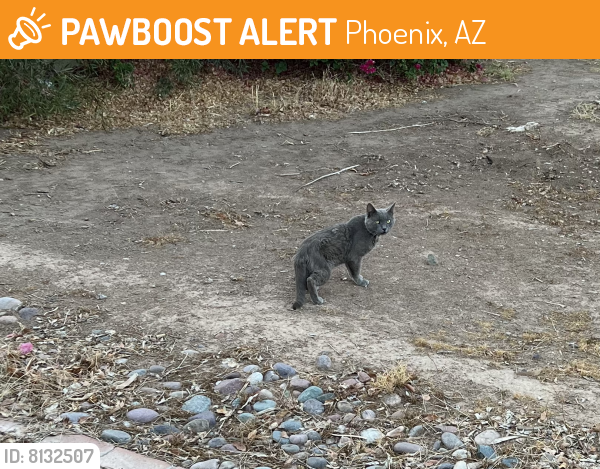 Found/Stray Unknown Cat last seen 10th st between camelback and highland , Phoenix, AZ 85014