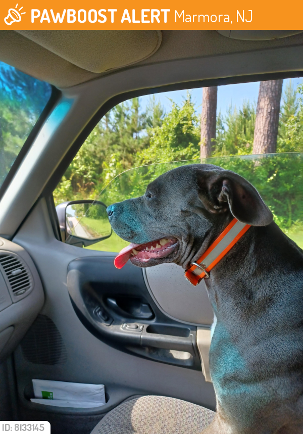 Found/Stray Female Dog in Marmora, NJ 08223 (ID 8133145) PawBoost