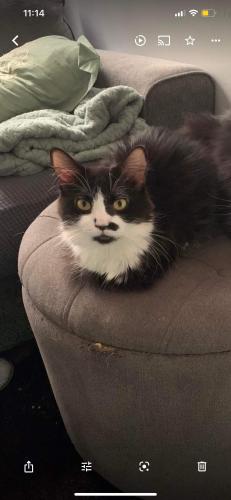 Lost Female Cat last seen 6406madisonst, Queens, NY 11385