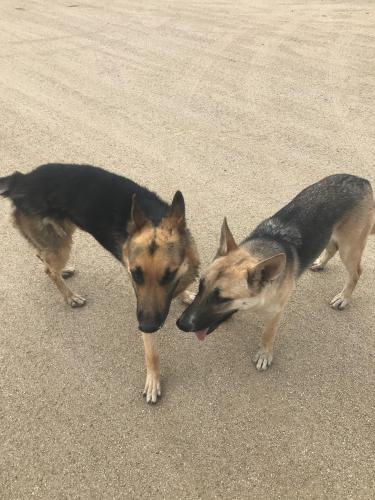 Found/Stray Male Dog last seen At Hot Diggity Dog on Pierce Ferry, Dolan Springs, AZ 86441