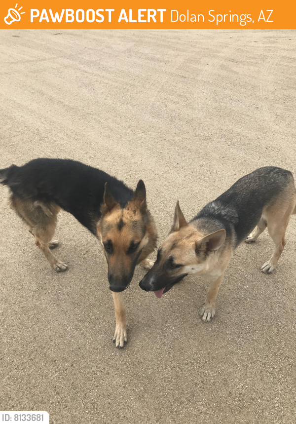 Found/Stray Male Dog last seen At Hot Diggity Dog on Pierce Ferry, Dolan Springs, AZ 86441