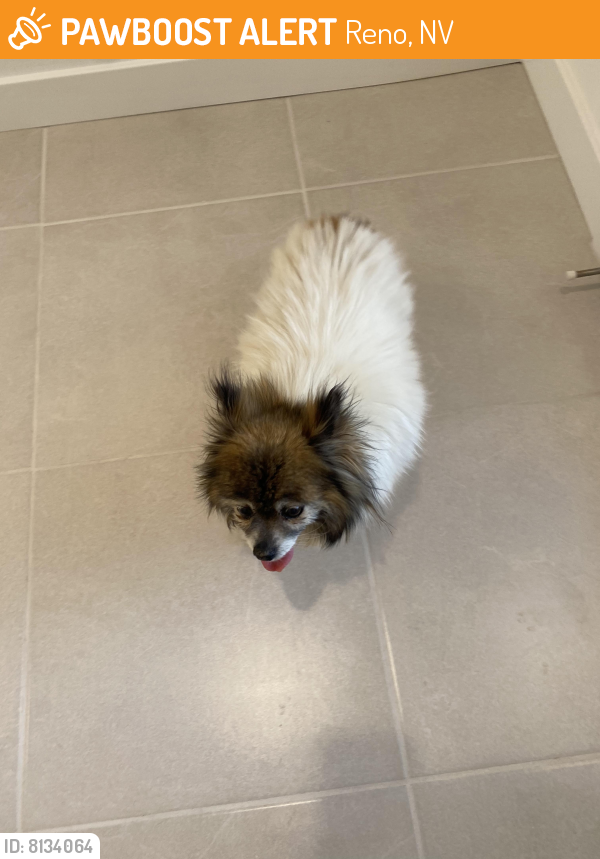 Found/Stray Unknown Dog last seen North hills blvd and buck dr, Reno, NV 89506