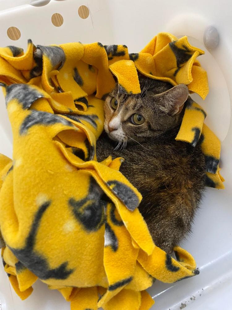 Shelter Stray Female Cat last seen Near residence 21216, 21216, MD, Baltimore, MD 21230