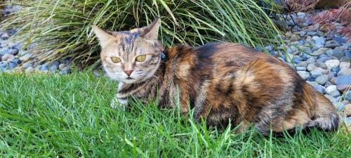 Lost Female Cat last seen 228th and 19th Ave bothell 98021, Bothell, WA 98021