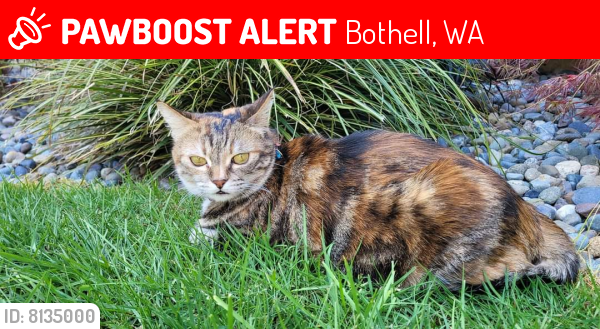 Lost Female Cat last seen 228th and 19th Ave bothell 98021, Bothell, WA 98021