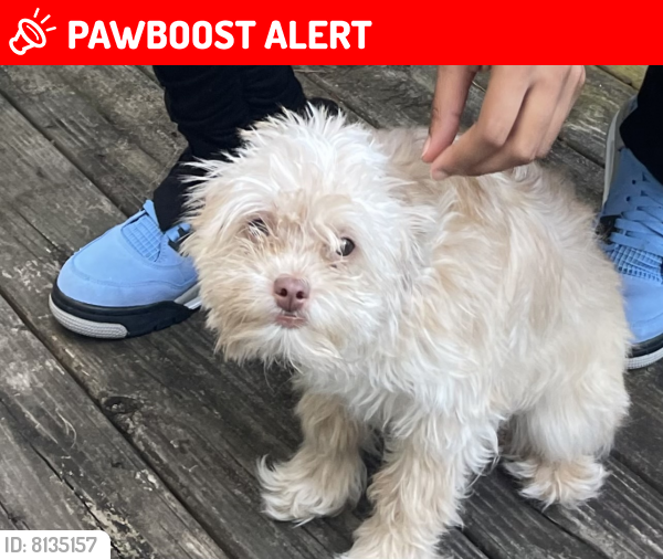 Lost Female Dog last seen marlow heights shopping center , Suitland-Silver Hill, MD 20746