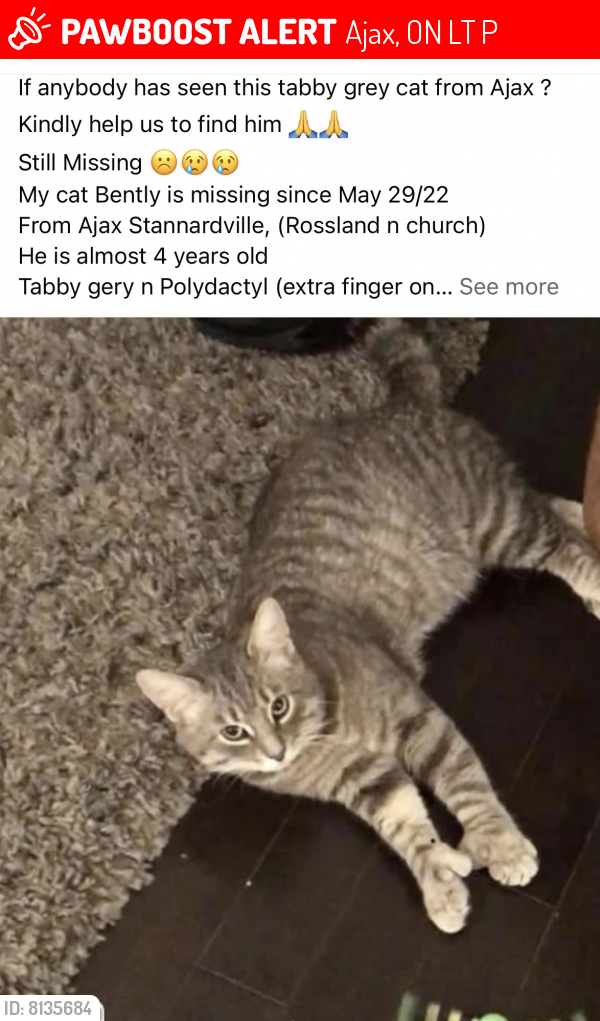Lost Male Cat last seen Rossland n church, Ajax, ON L1T 4P8