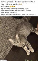 Lost Male Cat last seen Rossland n church, Ajax, ON L1T 4P8