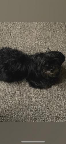 Lost Female Dog last seen 8th and grant, Gary, IN 46404