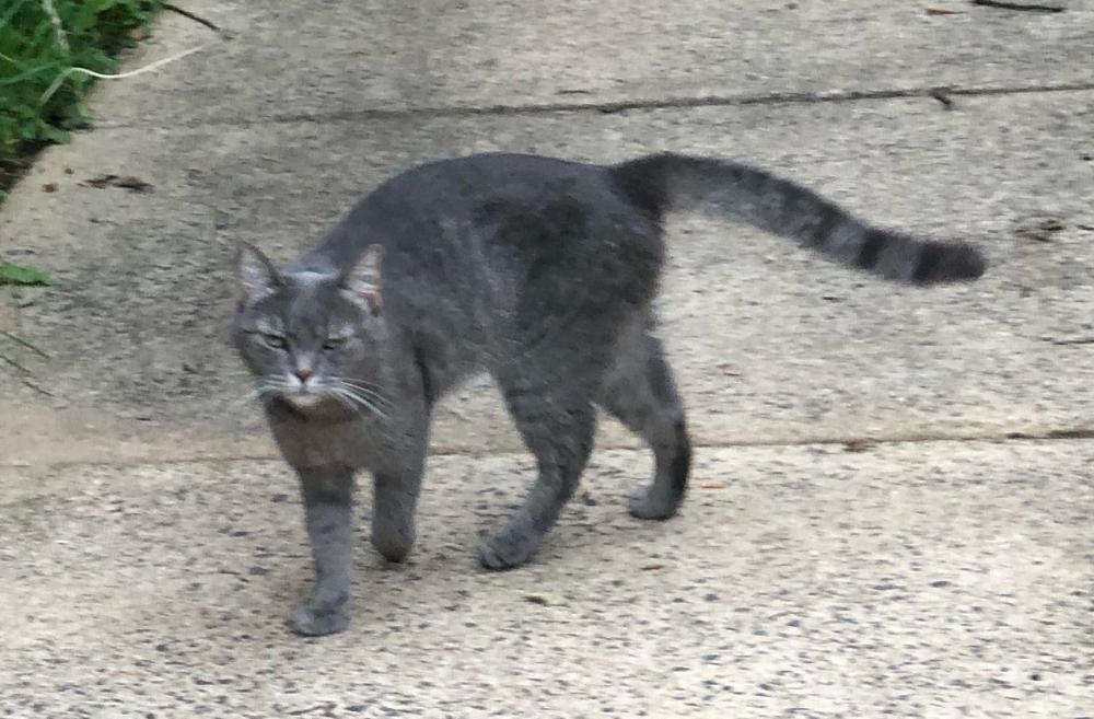 Shelter Stray Unknown Cat last seen Burke, VA 22015, Fairfax, VA 22032