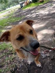 Lost Male Dog last seen Loop rd prairieville la , Prairieville, LA 70769