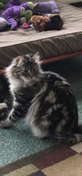 Lost Female Cat last seen Heather Rd & Scotsfield Rd; Echo Rd & MacIntosh Dr, Columbus, OH 43230
