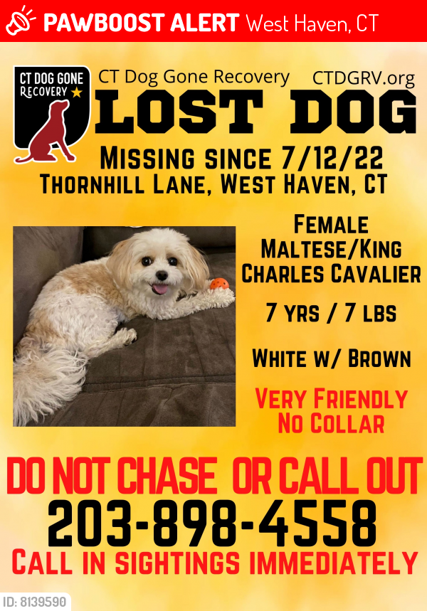 Lost Female Dog in West Haven, CT 06516 Named Coconut (ID 8139590