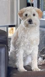 Lost Male Dog last seen Paintbrush Trail & El Sombrero Lane , Desert Hot Springs, CA 92241