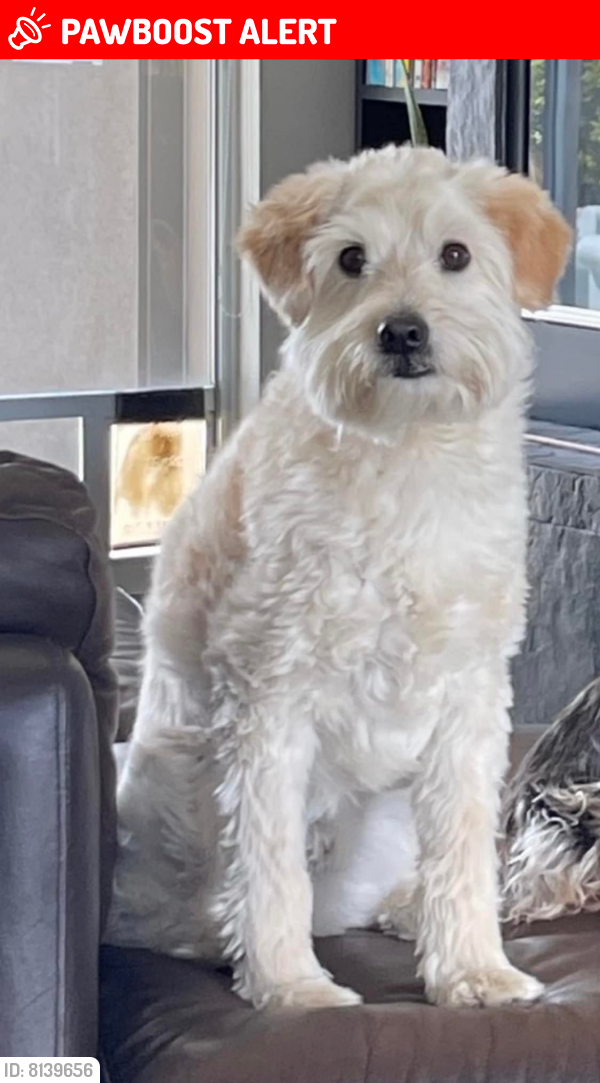 Lost Male Dog last seen Paintbrush Trail & El Sombrero Lane , Desert Hot Springs, CA 92241