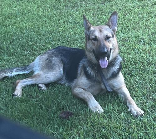 Found/Stray Male Dog last seen Gettys Rd, Lugoff, SC, Lugoff, SC 29078