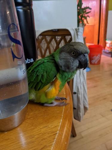 Lost Female Bird last seen California Ave and Pershing Rd. , Chicago, IL 60632