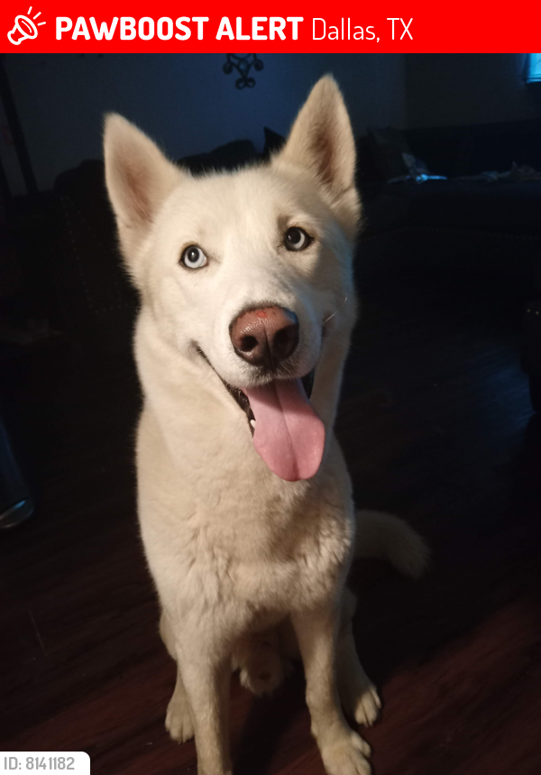 Lost Male Dog in Dallas, TX 75229 Named Zeus (ID 8141182) PawBoost