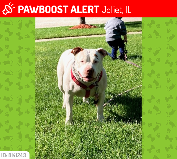 Lost Female Dog last seen Longwood Dr. Joliet, Joliet, IL 60432