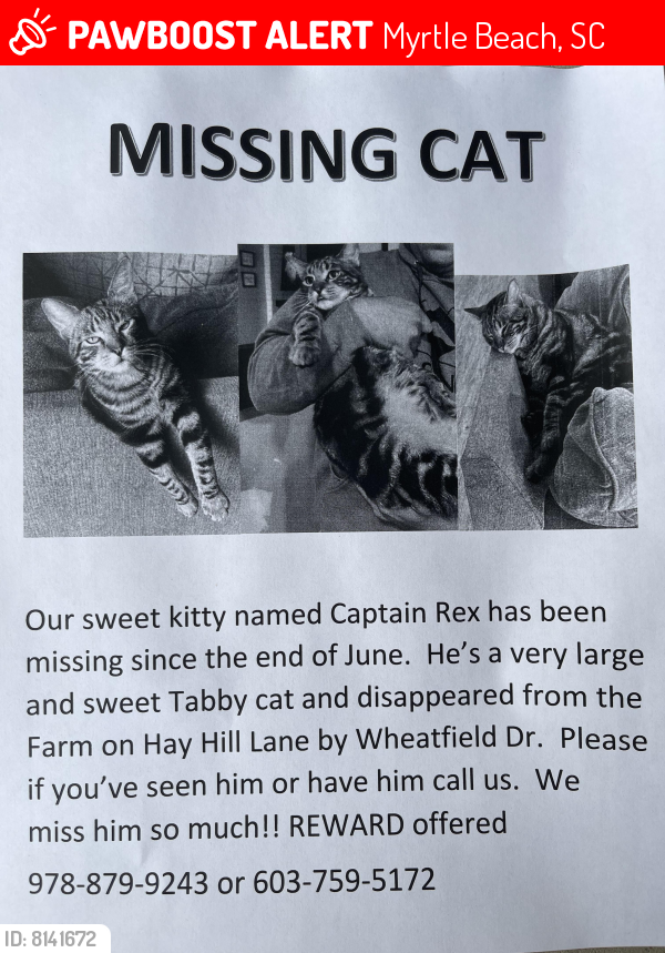 Lost Male Cat last seen Wheatfield drive, Myrtle Beach, SC 29579