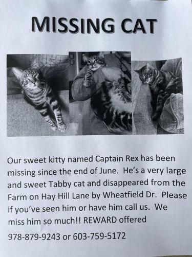 Lost Male Cat last seen Wheatfield drive, Myrtle Beach, SC 29579