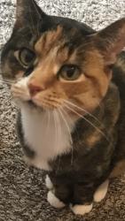 Lost Female Cat last seen Greenfield avenue , West Allis, WI 53227