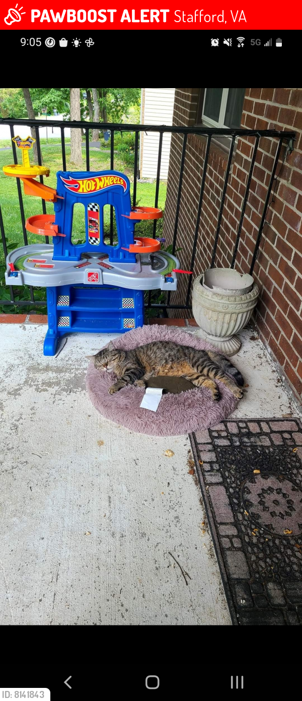 Lost Male Cat last seen Shelton Shop, Stafford, VA 22554
