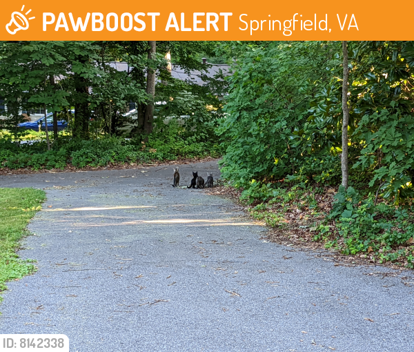 Found/Stray Female Cat last seen Ridgeway st, Springfield, VA 22150
