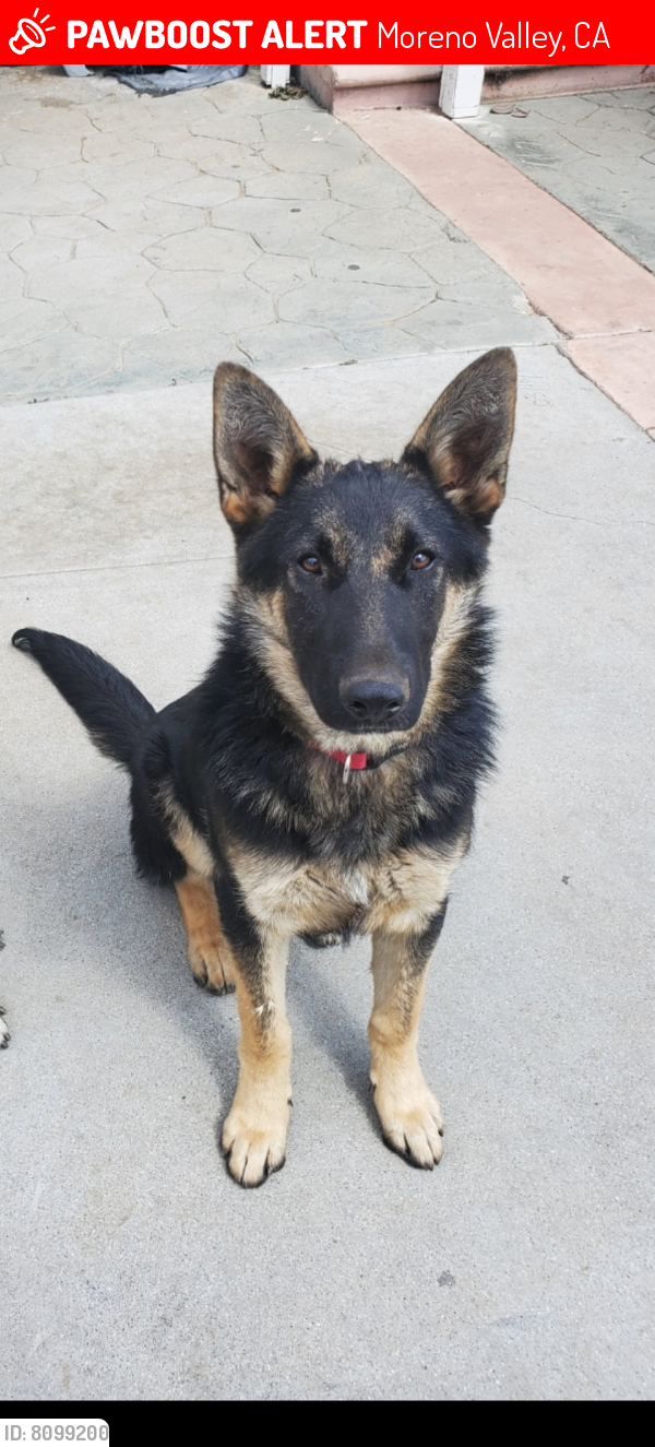 Lost Male Dog in Moreno Valley, CA 92553 Named Oso (ID: 8099200) | PawBoost