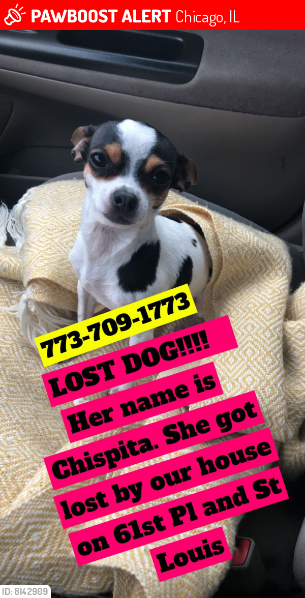 Lost Female Dog last seen St Louis and 61st Place , Chicago, IL 60629