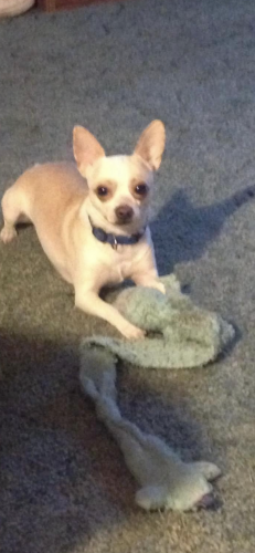 Lost Male Dog last seen Donna Dr Elgin sc 29945, Kershaw County, SC 29045
