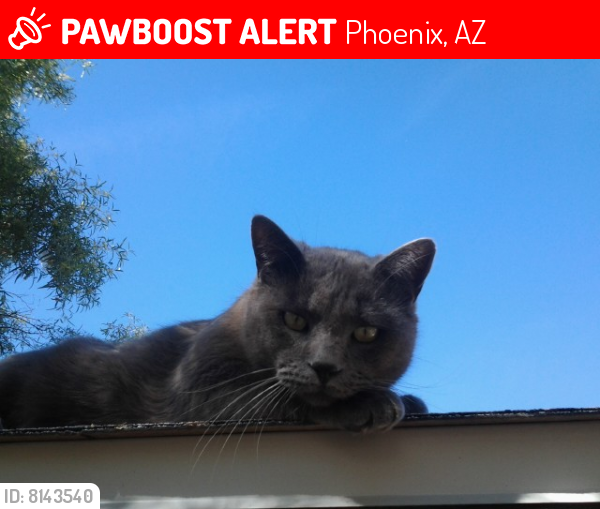 Lost Male Cat last seen 13th st and Vista Ave, Phoenix, AZ 85020