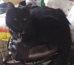 Lost Female Cat last seen E Bell Rd & N 7th St / Cave Creek Rd & E Beardsley Rd, Phoenix, AZ 85022