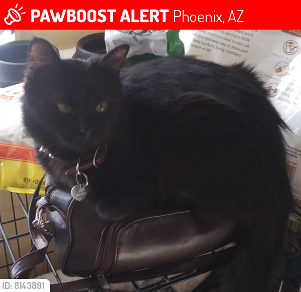 Lost Female Cat last seen E Bell Rd & N 7th St / Cave Creek Rd & E Beardsley Rd, Phoenix, AZ 85022