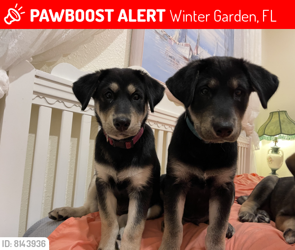 Found/Stray Male Dog in Winter Garden, FL 34787 (ID 8143936) PawBoost
