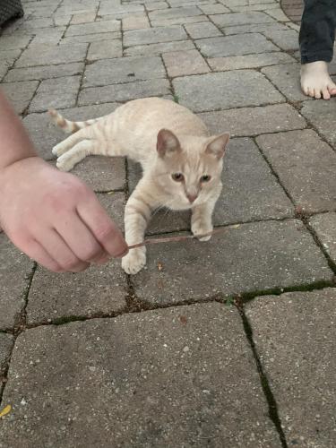 Found/Stray Unknown Cat last seen Plainfield Rd and Susanna Way, Homer Glen, IL 60491