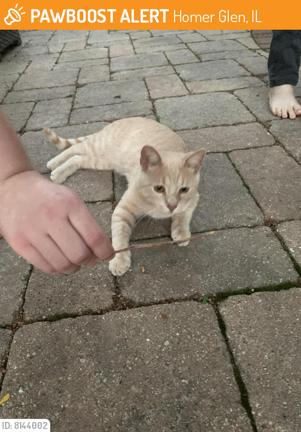Found/Stray Unknown Cat last seen Plainfield Rd and Susanna Way, Homer Glen, IL 60491