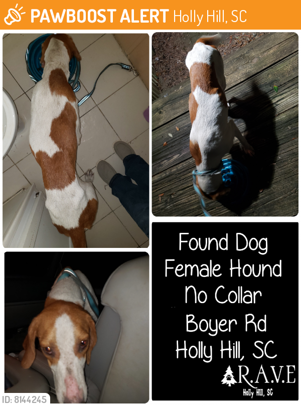 Found/Stray Female Dog last seen Near , Holly Hill, SC 29059