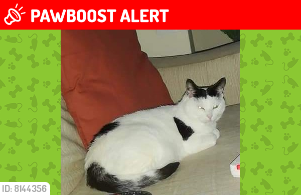 Lost Female Cat last seen Yardley, Yardley, England B25 8NB