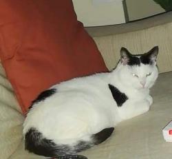 Lost Female Cat last seen Yardley , Yardley, England B25 8NB