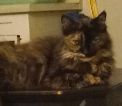 Lost Female Cat last seen White and Lexington Pomona ca, Phillips Ranch, CA 91766
