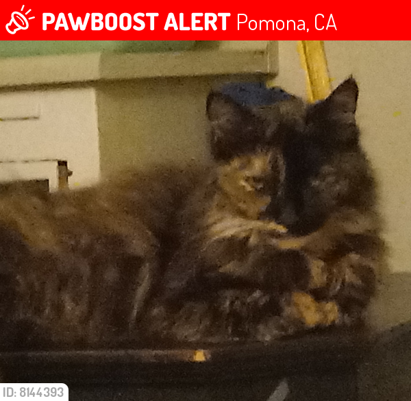 Lost Female Cat last seen White and Lexington Pomona ca, Phillips Ranch, CA 91766