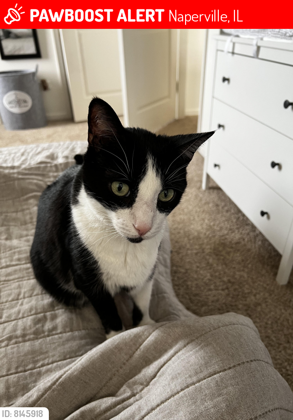 Lost Male Cat last seen Rt 59 & Crystal Spring Rd, Naperville, IL 60564